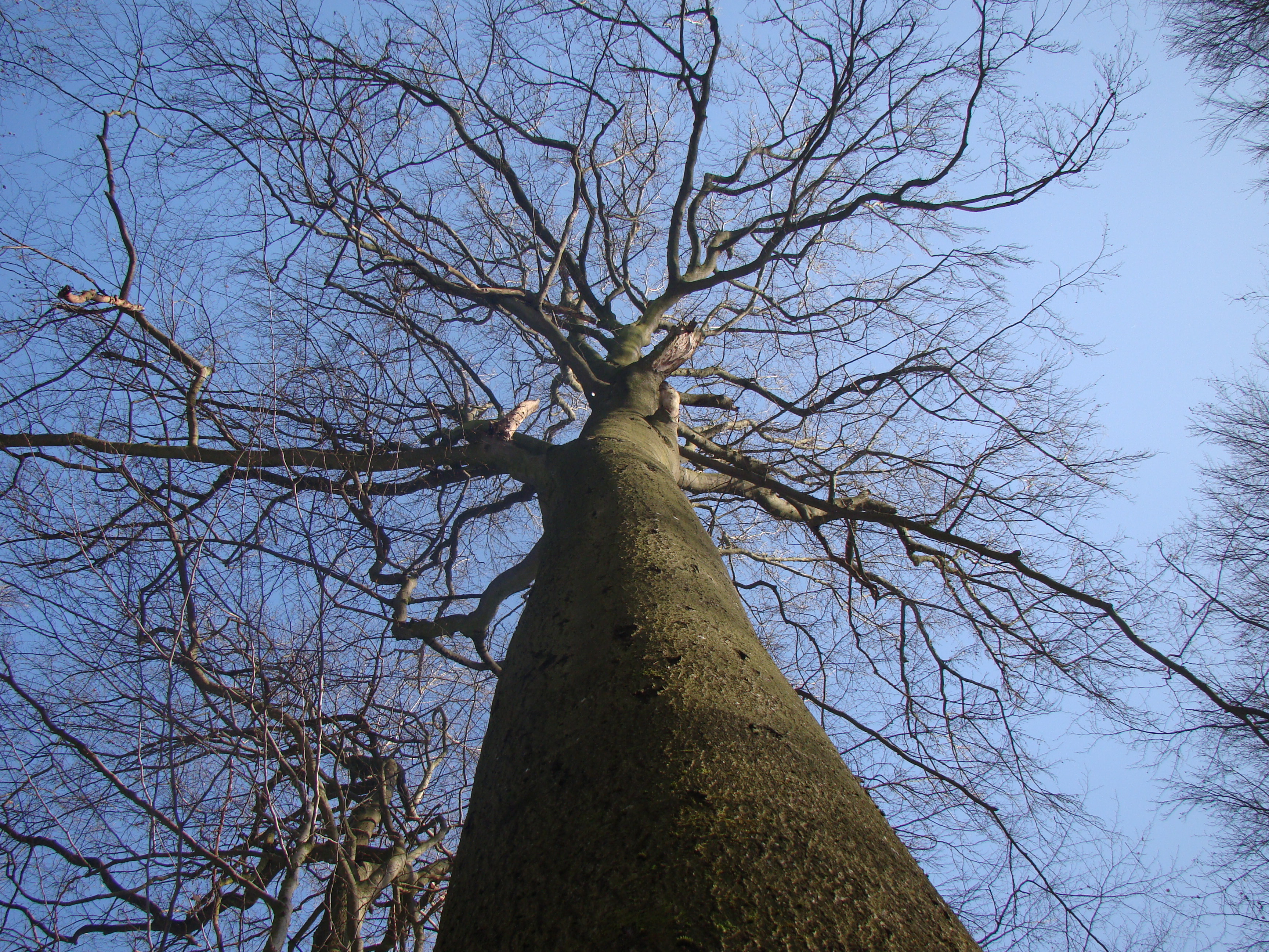 160316 buche steigerwald